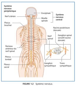 Anatomie du corps humain