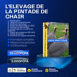 L’ELEVAGE DE LA PINTADE DE CHAIR