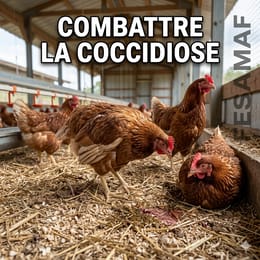 COCCIDIOSE