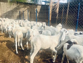 LIVRE SYEFARM