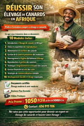 Réussir son élevage de canard