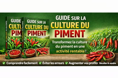 guide sur la culture du piment