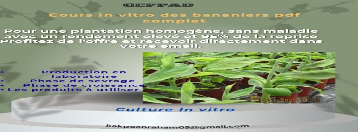 Guide Téléchargeable : Maîtrisez la Culture In Vitro des Bananiers