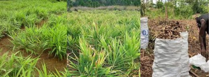 Devenir millionnaire grâce à la production du gingembre en Afrique