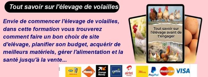 Formation complète en élevage de volailles