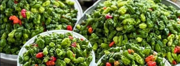 DÉCOUVRE L'AGRICULTURE MARAÎCHÈRES GUIDE PRATIQUE POUR UN DÉBUTANT