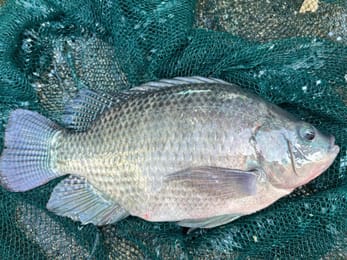 Le Secret Pour Réussir Dans La Pisciculture Africaine