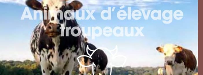 élevage des annimaux troupeaux