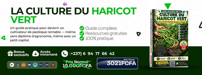 GUIDE COMPLET CULTURE DU HARICOT VERT