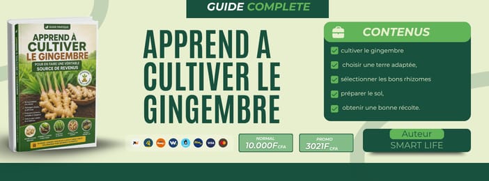 GUIDE PRATIQUE 🌱 Apprends à cultiver le gingembre pour en faire une véritable source de revenus !