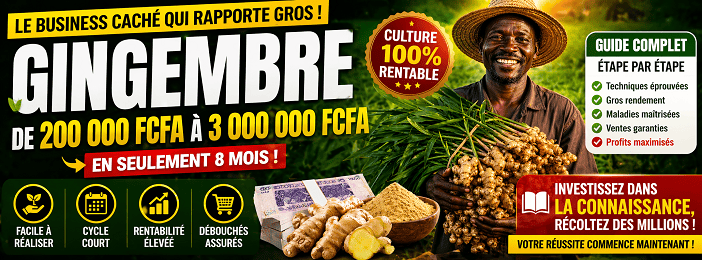 Gingembre : La Culture Qui Peut Multiplier tes revenusx10