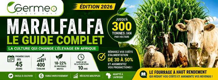 Guide Complet Pour Produire un Fourrage Ultra Rentable et Nourrir Plus d’Animaux Avec Moins d’Argent