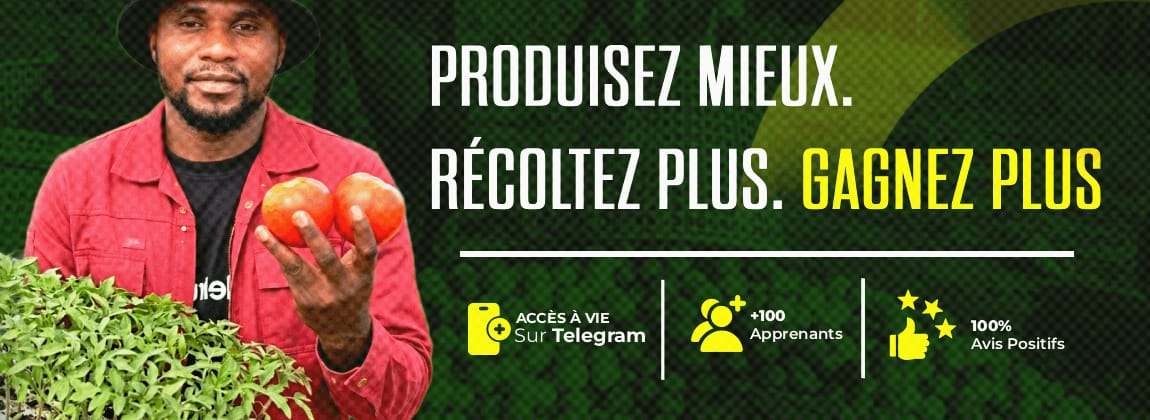 La Tomate Démystifié (Formation vidéo sur la culture de Tomate)