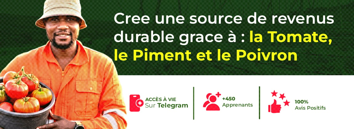 Le Maraicher 2.0 (Formation en ligne sur la Tomate, le Piment et le Poivron)