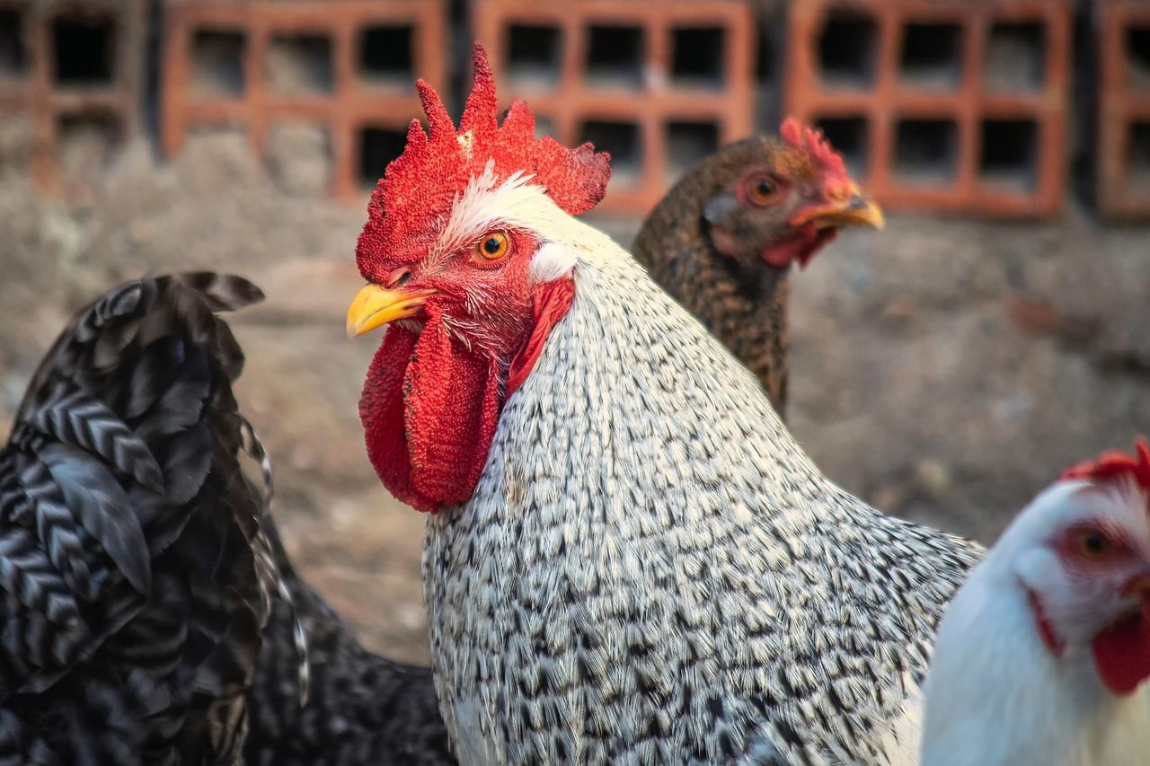 GUIDE COMPLET DU PROJET D'ÉLEVAGE DU POULET GOLIATH