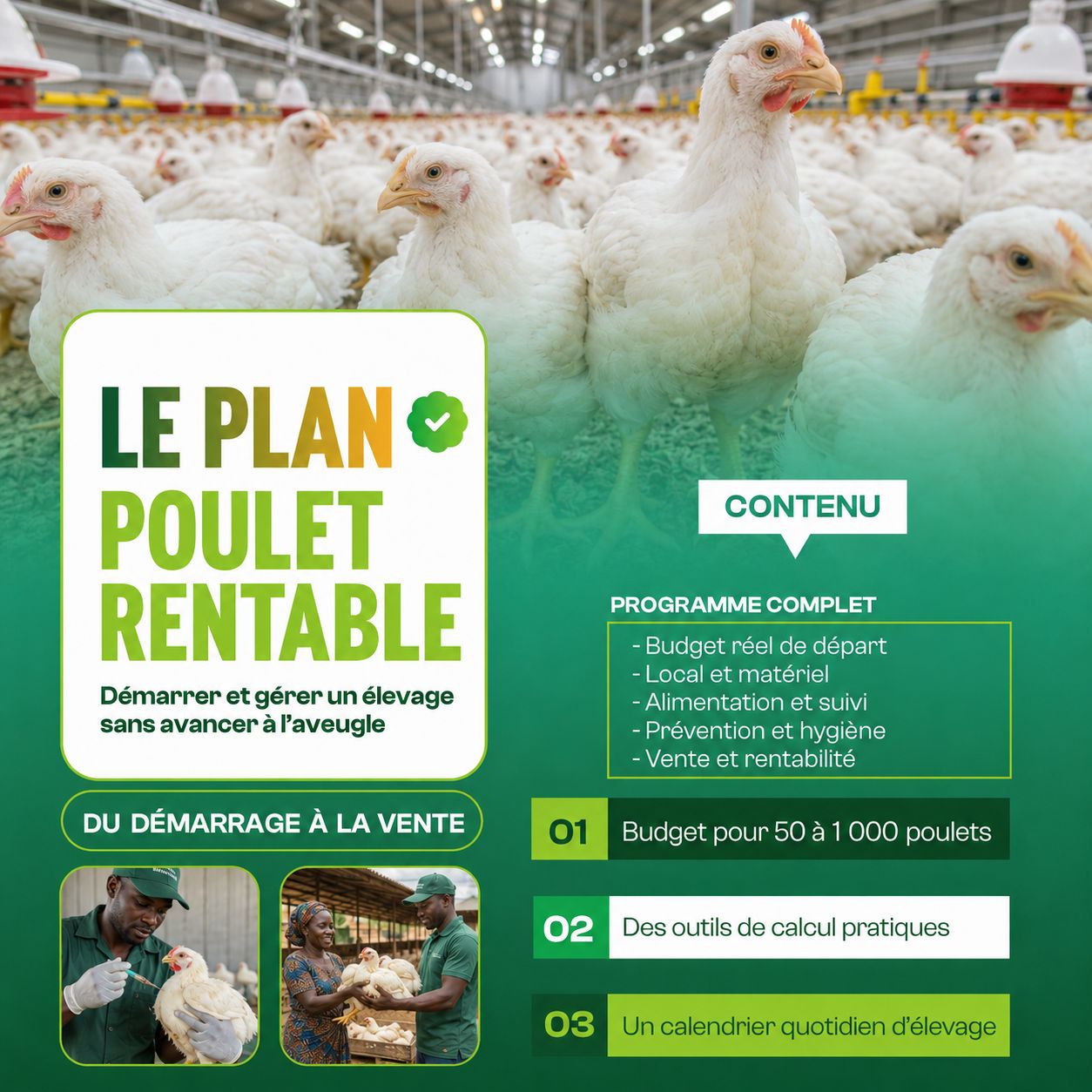 Le Plan Poulet Rentable