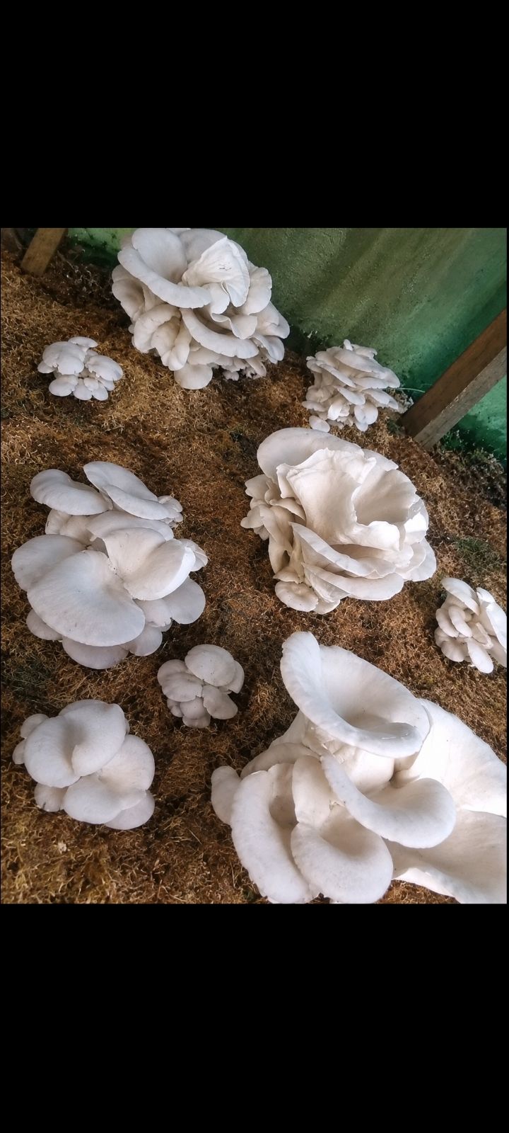 FORMATION EN LIGNE : CULTURE DES CHAMPIGNONS COMESTIBLES