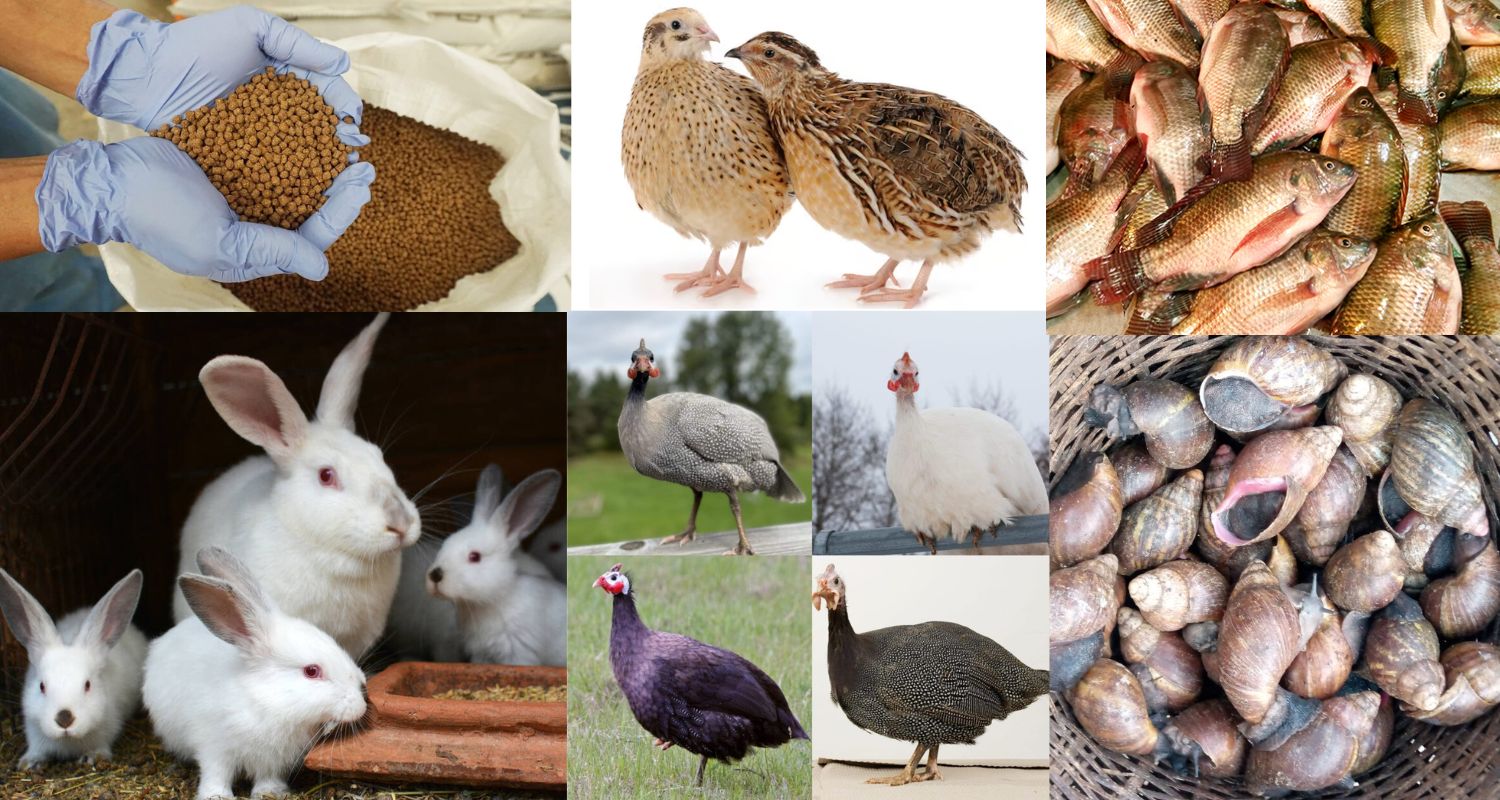 🐇🐌 FABRICATION DE PROVENDES pour Lapins, Poissons, Escargots, Pintades & Cailles 🐓