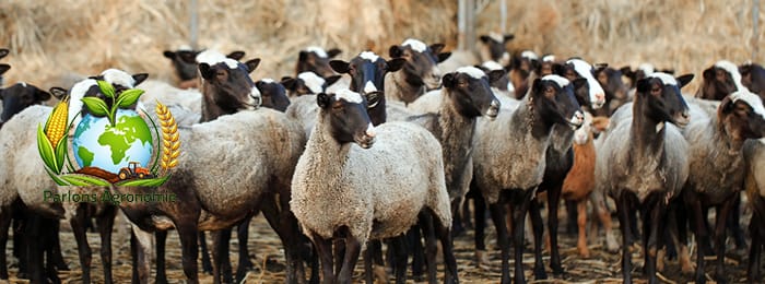 đ LâĂ©levage des moutons en Afrique : une activitĂ© traditionnelle et lucrative