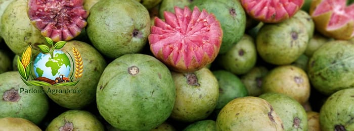 🍈 La culture du goyavier en Afrique : une production fruitière prometteuse
