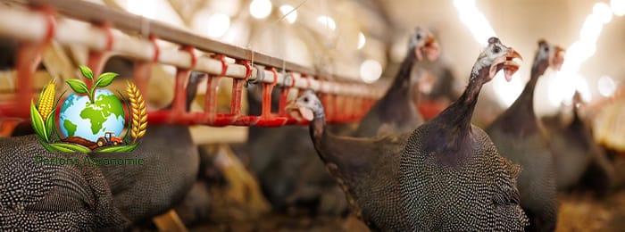 🦃 L’élevage de dindons en Afrique : une opportunité agricole à fort potentiel