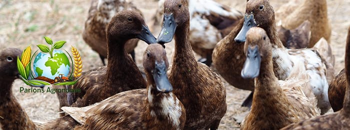 🦆 L’élevage de canards en Afrique : une activité accessible et rentable