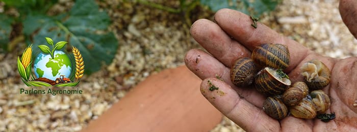đ LâĂ©levage dâescargots en Afrique : une activitĂ© simple et lucrative