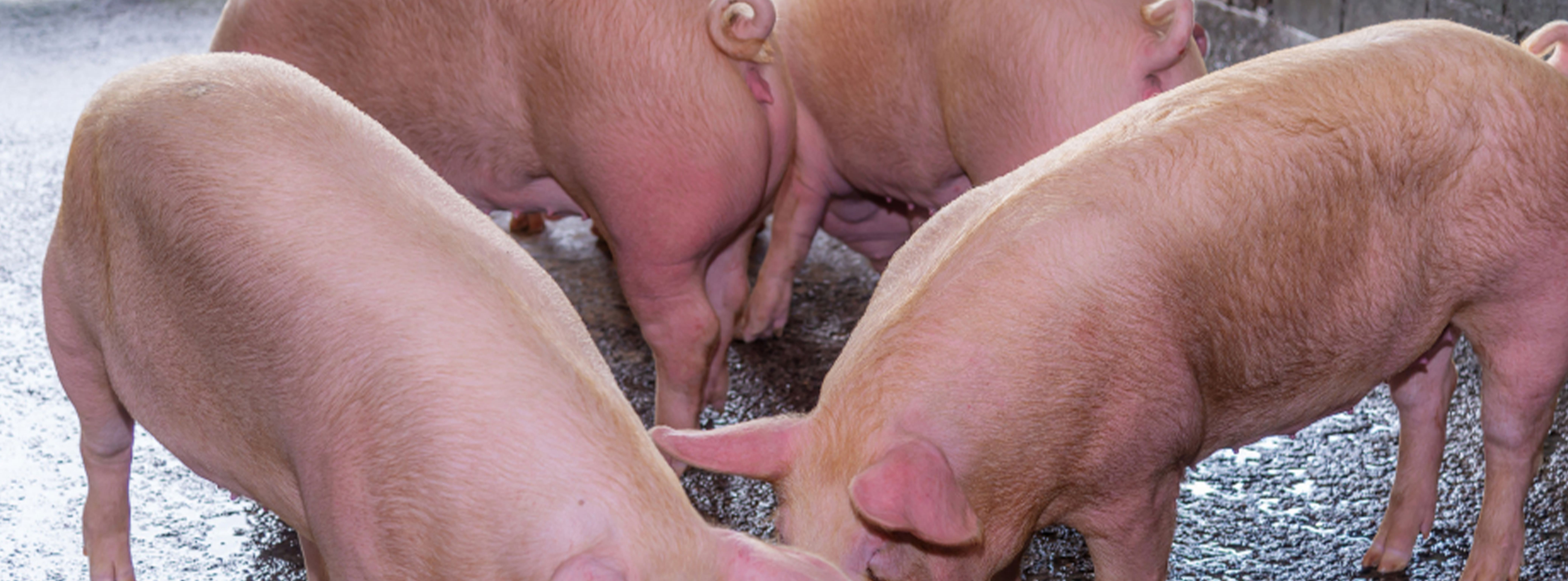 🐖 L’élevage de porcs en Afrique : une activité très productive et rentable