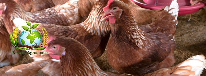 🐔 L’élevage de poulets de chair en Afrique : une activité rapide et très rentable