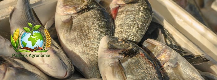 🐟 L’élevage du tilapia en Afrique : une activité aquacole très rentable