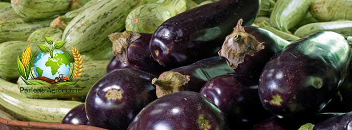 🍆 La culture de l’aubergine en Afrique