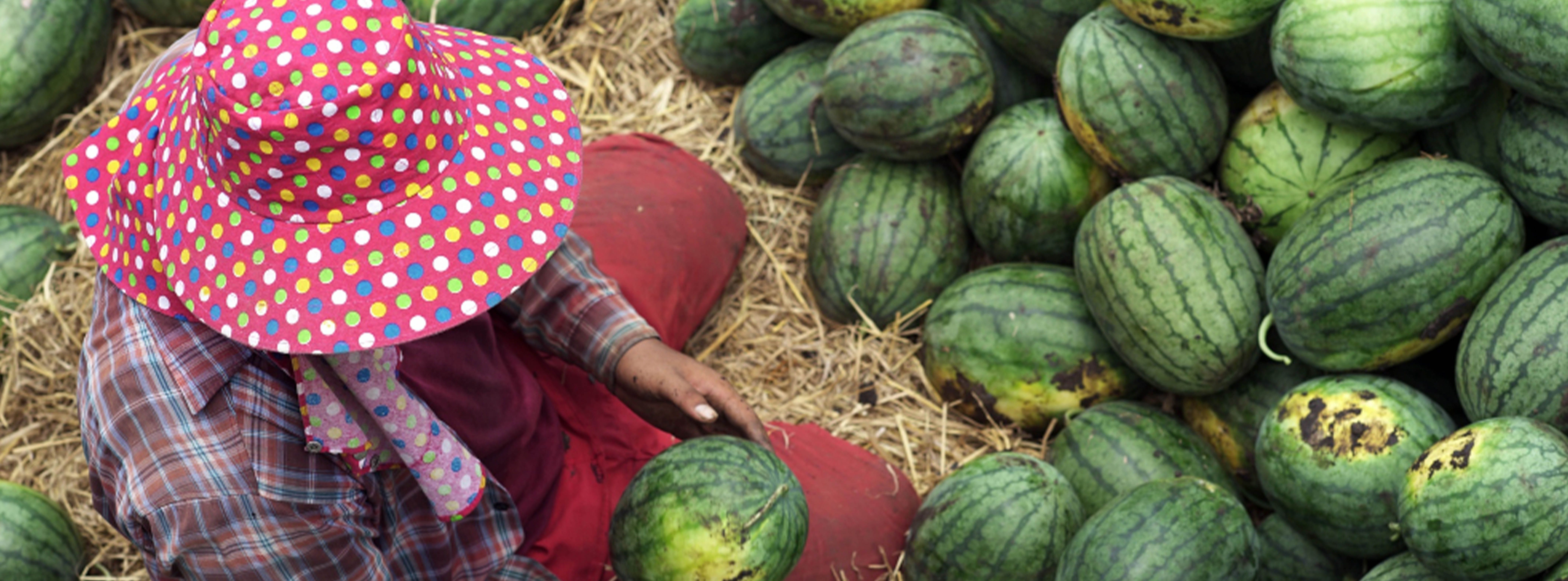 🍉 La culture de la pastèque en Afrique : une production rapide et très rentable