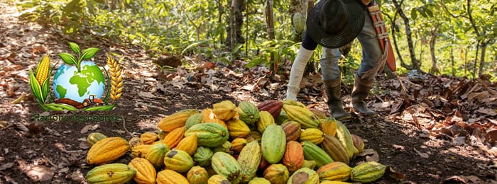 La culture du cacao en Afrique : richesse, techniques et opportunités