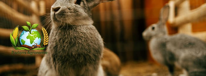 🐇 L’élevage familial de lapins en Afrique : une solution économique et durable