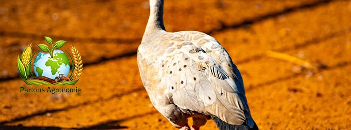 🐔 L’élevage de pintades en Afrique : une activité rustique et rentable