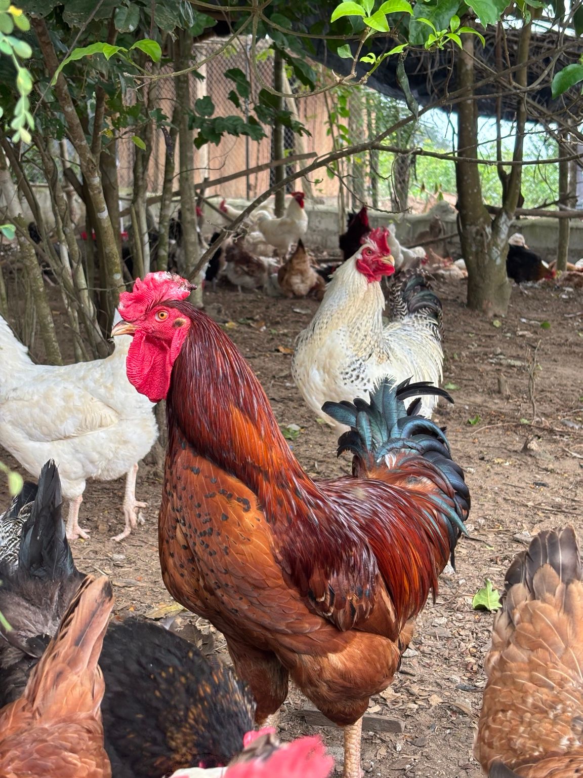 Guide pratique d’élevage du poulet Goliath — Méthode Ferme Amoro